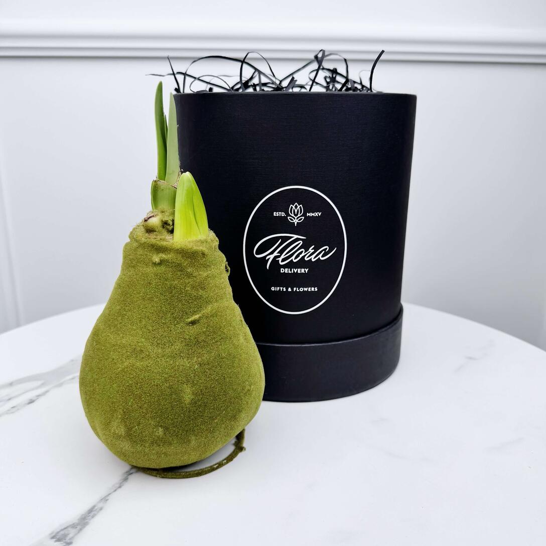 Луковица красного амариллиса в воске