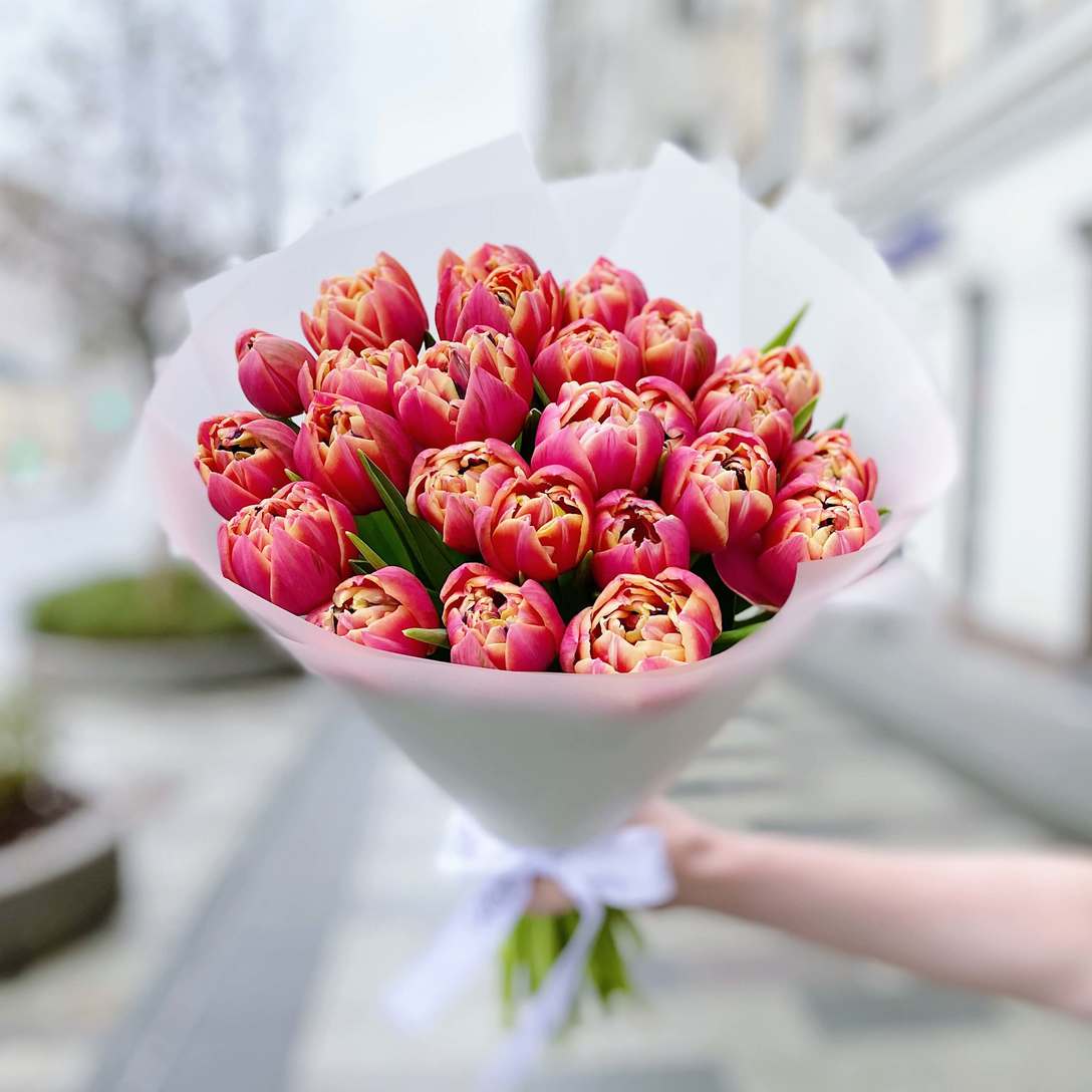 Букет из 25 малиновых тюльпанов 