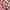 Шляпная коробка Demi "Тюльпаны Pink" GREEN