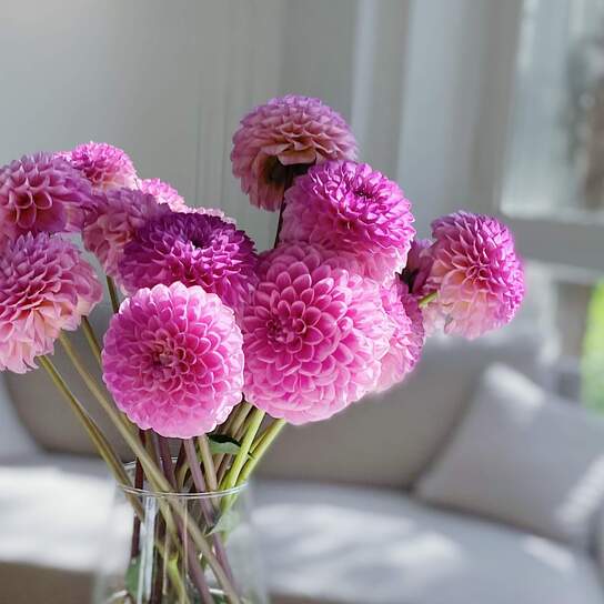 Букет из георгин "Wine Eyed Jill" Фото 2