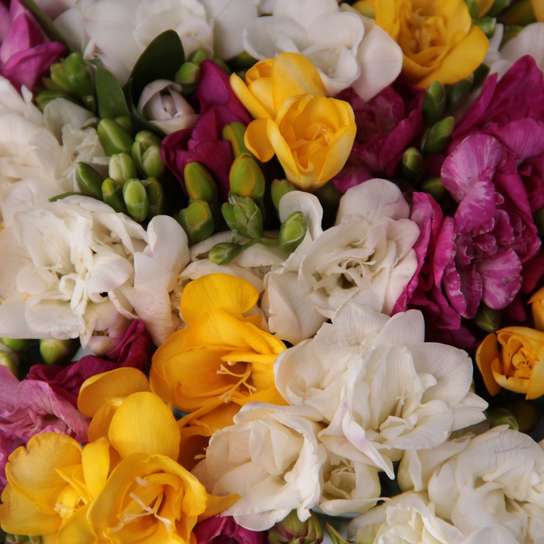 Букет из 101 Фрезии Фото 5