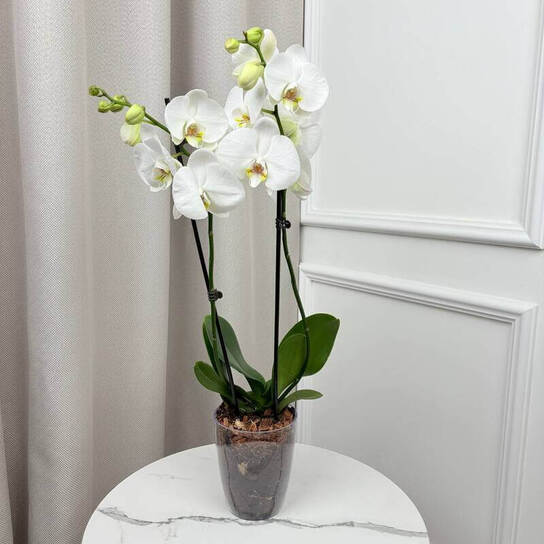 Орхидея "Фаленопсис Синголо"