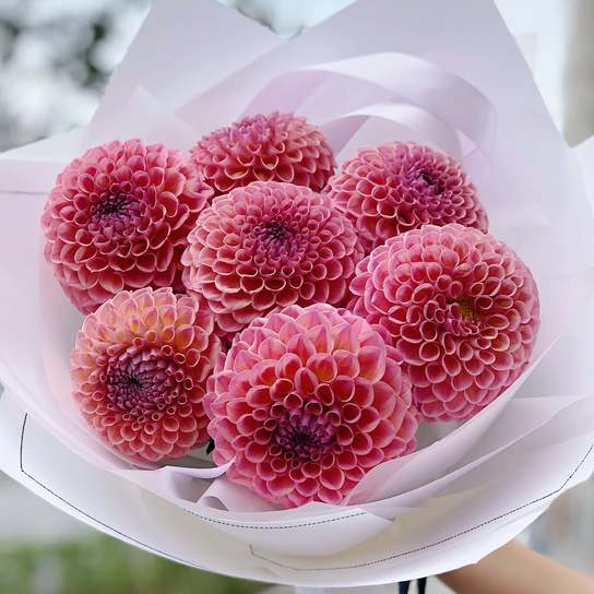 Букет из георгин "Jowey Winnie" Фото 4