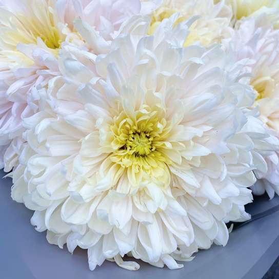 Букет хризантем "Avignon" Фото 4