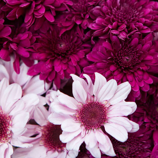 Букет из хризантем "Микс" Фото 4