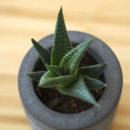 Суккулент в бетонном кашпо