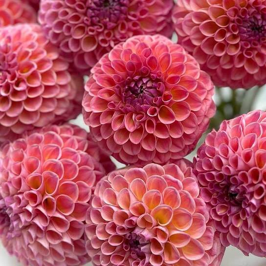 Букет из 15 георгин "Jowey Winnie" Фото 3