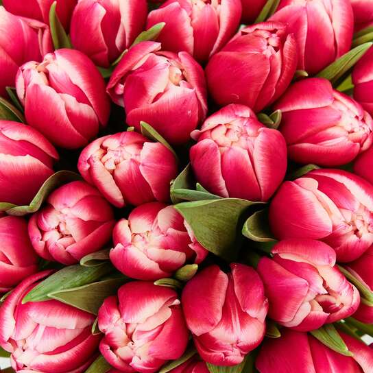 Букет из 51 малиновых тюльпанов "Columbus"