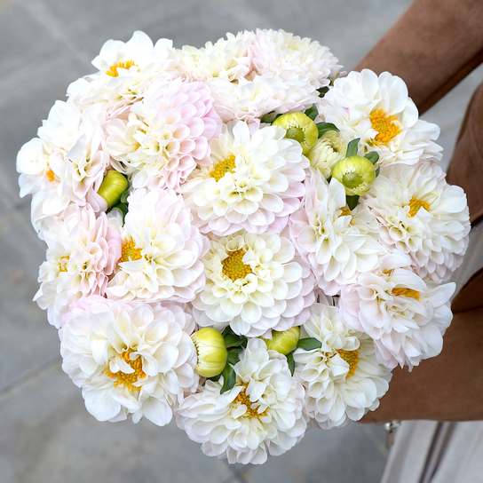 Георгины в шляпной коробке Petit PINK Фото 3