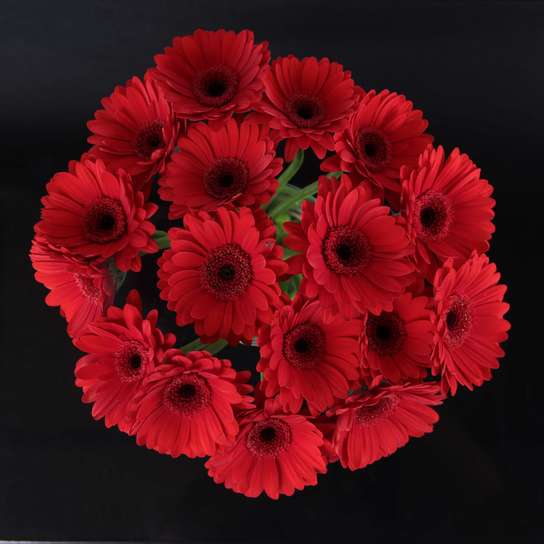 Букет из красных Гербер в вазе Фото 2