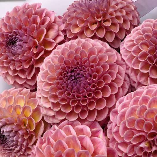 Букет из георгин "Jowey Winnie" Фото 2