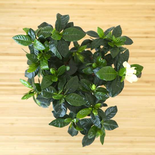 Гардения Большая в бетонном кашпо