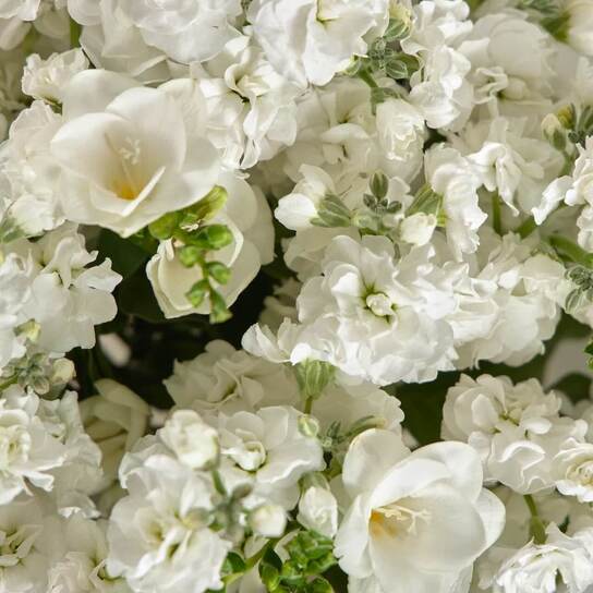 Букет из ароматной маттиолы и фрезии без вазы Фото 3