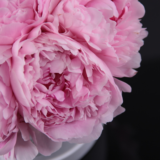 Шляпная коробка Demi "Пионы Sarah Bernhardt" WHITE