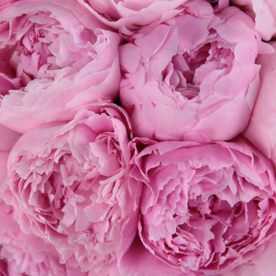 Шляпная коробка Grand "Пионы Sarah Bernhardt" BLVCK