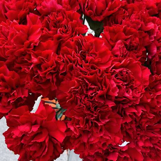 21 красная гвоздика Фото 3