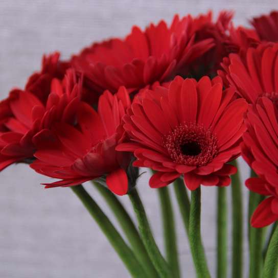 Букет из красных Гербер в вазе Фото 4