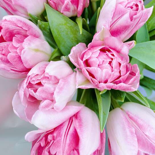 Букет из 25 пионовидных тюльпанов Фото 4