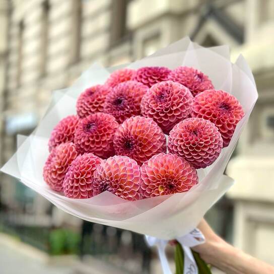 Букет из 15 георгин "Jowey Winnie"