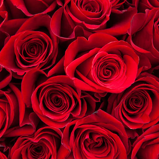 Букет из 101 розы "Freedom" 80 см