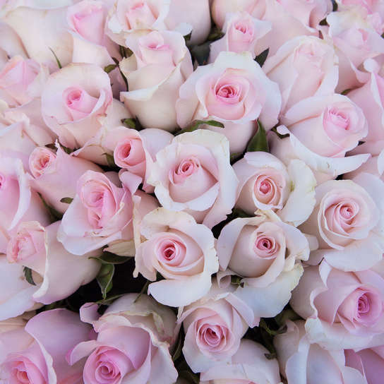 Букет из 51 розы "Senorita"