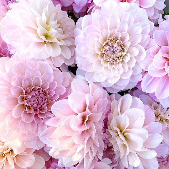 Букет из георгин "Sweet Nathalie" Фото 4