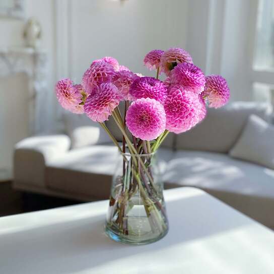 Букет из георгин "Wine Eyed Jill"