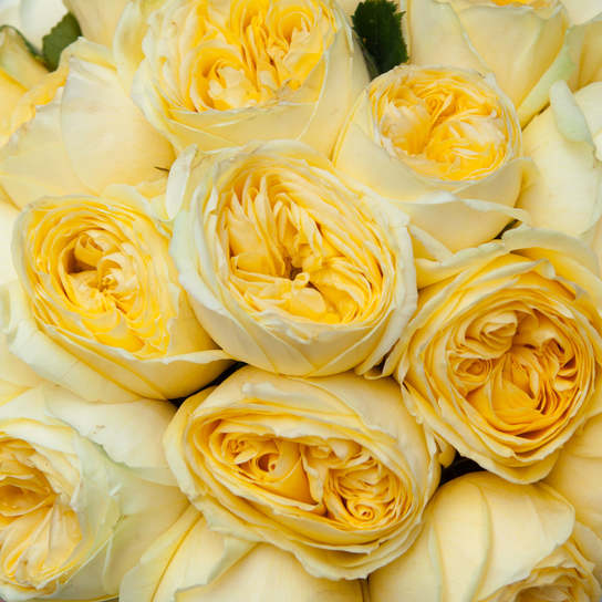 Шляпная коробка Grand "Розы Catalina" GREEN Фото 4