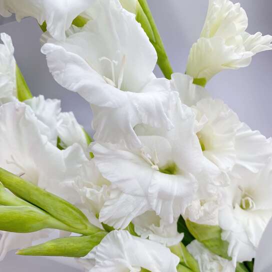Букет из белых гладиолусов  (5шт.)
