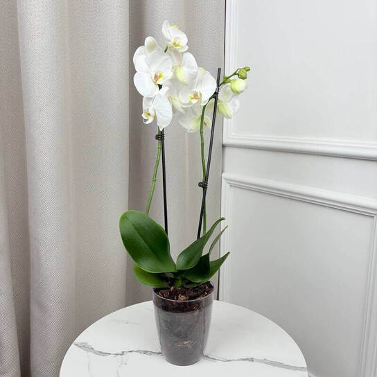 Орхидея "Фаленопсис Синголо" Фото 2