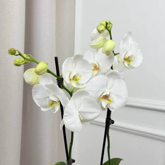 Орхидея "Фаленопсис Синголо" Фото 3