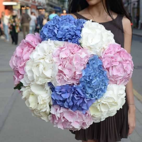 Букет из гортензий "Белая, Розовая, Синяя" (11 шт.)
