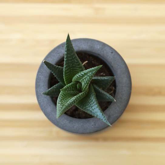 Суккулент в бетонном кашпо