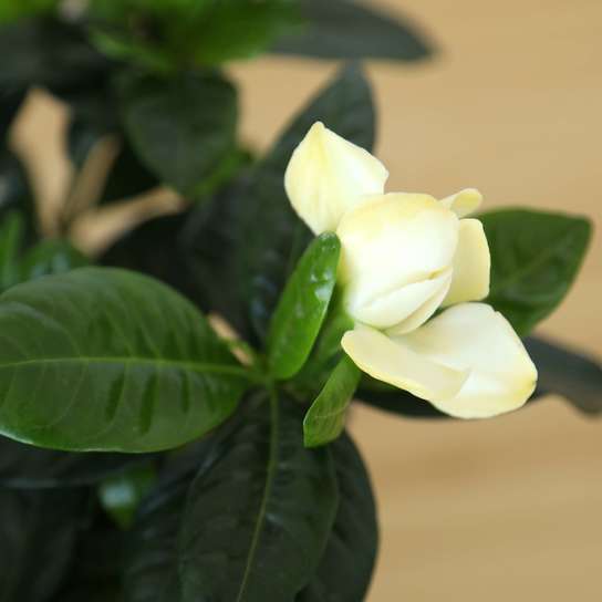 Гардения Большая в бетонном кашпо