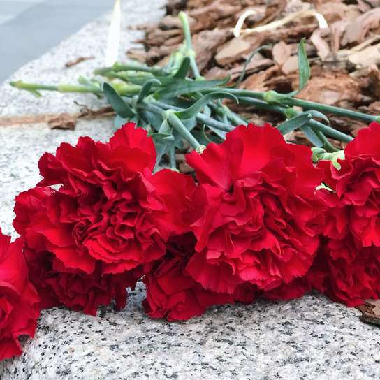 21 красная гвоздика Фото 4