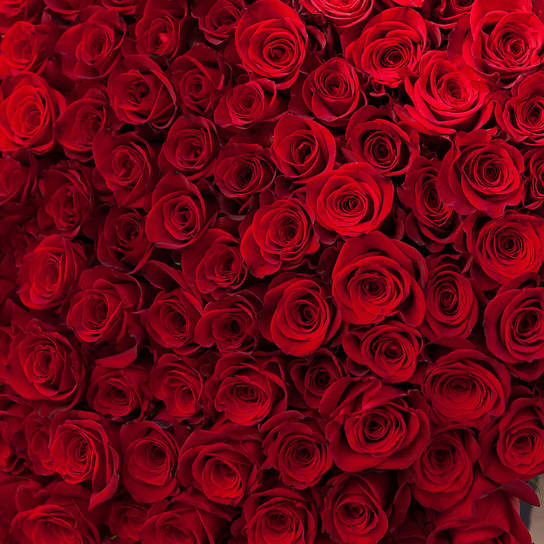 Букет из 101 розы "Freedom" длина 110 см