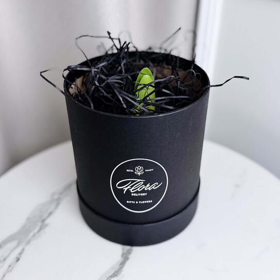 Луковица красного амариллиса в воске Фото 3